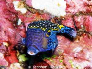 Colorful. by Stephan Gosselin 
